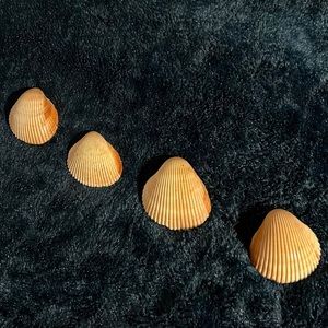 Sea Shells total of 4